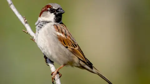 অসমৰ চৰাই-চিৰিকতি