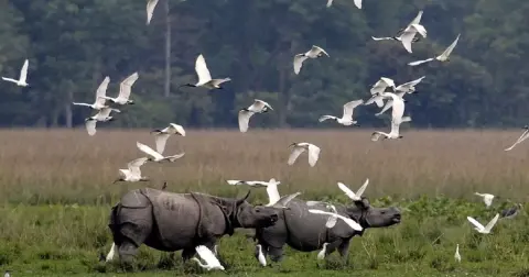 কাজিৰঙা- Kaziranga national park essay in Assamese